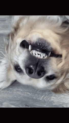 A Close Up Of A Dog 'S Face With Its Mouth Open GIF