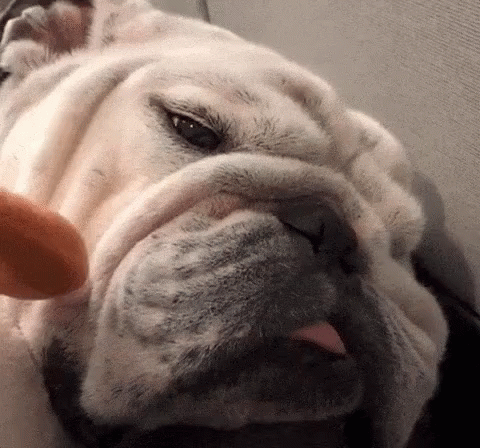 A Close Up Of A Dog 'S Face With Its Tongue Hanging Out GIF