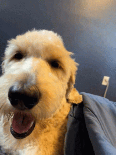 A Close Up Of A Dog 'S Face With Its Tongue Hanging Out GIF