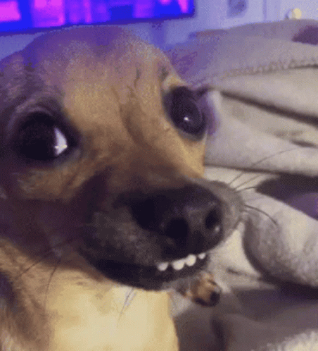 A Close Up Of A Dog 'S Face With Teeth GIF