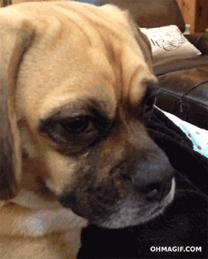 A Close Up Of A Dog 'S Face With The Website Ohmagif.com Visible In The Corner GIF