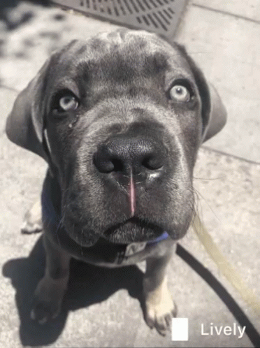 A Close Up Of A Dog 'S Face With The Word Lively In The Upper Right Corner GIF