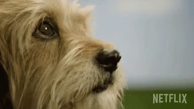 Dog's Close Up Face With Netflix Text GIF