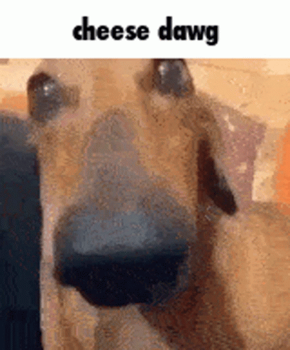A Close Up Of A Dog 'S Face With The Words `` Cheese Dawg '' Above It . GIF