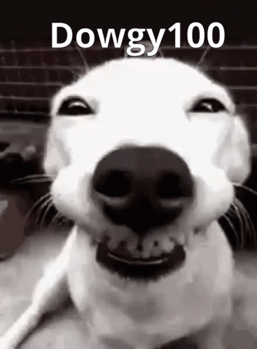 A Close Up Of A Dog 'S Face With The Words `` Dowgy100 '' Written On It . GIF