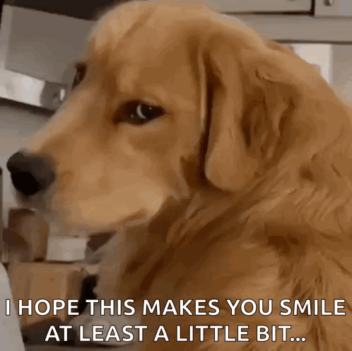 A Close Up Of A Dog 'S Face With The Words I Hope This Makes You Smile At Least A Little Bit GIF