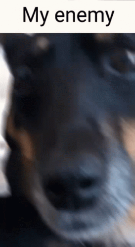 a close up of a dog 's face with the words my enemy written above it