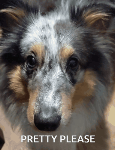 a close up of a dog 's face with the words pretty please below it