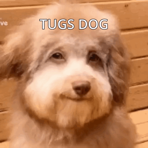 A Close Up Of A Dog 'S Face With The Words Tugs Dog Written On It . GIF