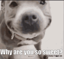 A Close Up Of A Dog 'S Face With The Words `` Why Are You So Sweet ? '' Written On It . GIF