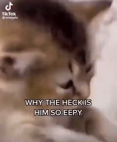 A Close Up Of A Dog 'S Face With The Words `` Why The Heck Is Him So Eepy '' . GIF