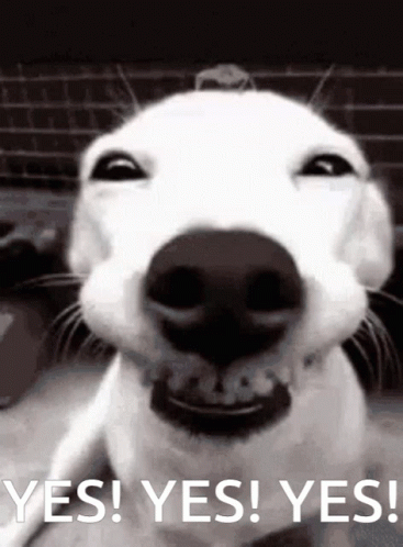 A Close Up Of A Dog 'S Face With The Words Yes Yes Yes GIF