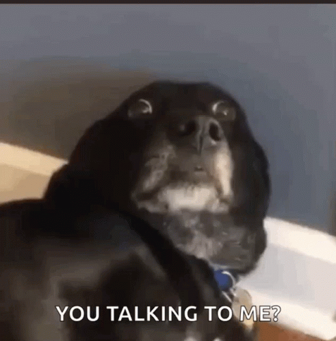 A Close Up Of A Dog 'S Face With The Words " You Talking To Me " Written Below It GIF