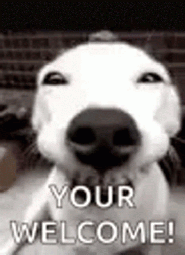 A Close Up Of A Dog 'S Face With The Words `` Your Welcome '' Written On It . GIF
