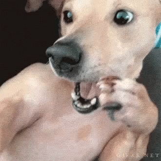 A Close Up Of A Dog 'S Mouth With A Ring In It GIF