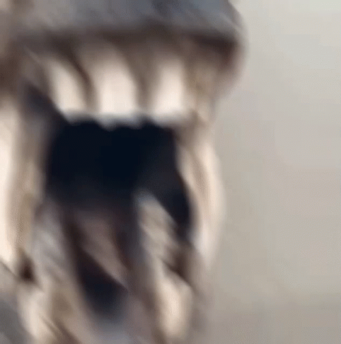 A Close Up Of A Dog 'S Mouth With Its Mouth Open GIF