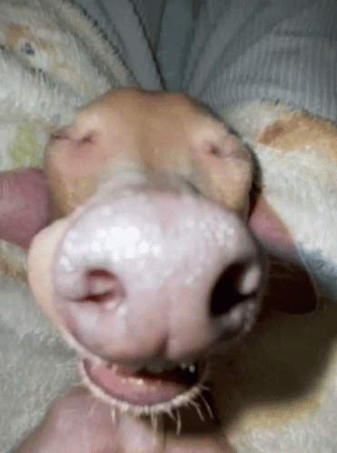 A Close Up Of A Dog 'S Nose And Mouth GIF