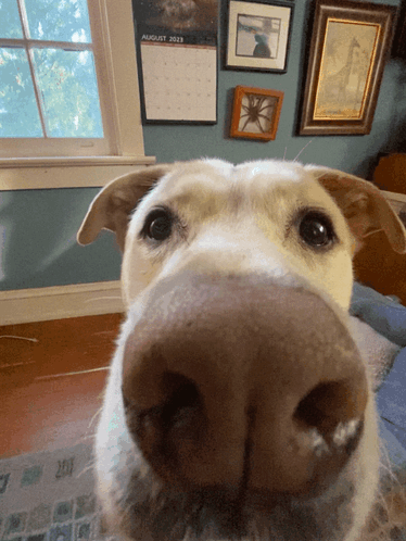 A Close Up Of A Dog 'S Nose In Front Of A Calendar That Says August GIF