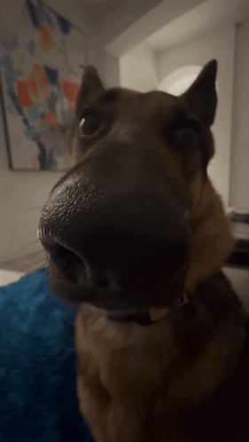 A Close Up Of A Dog 'S Nose In Front Of A Painting GIF