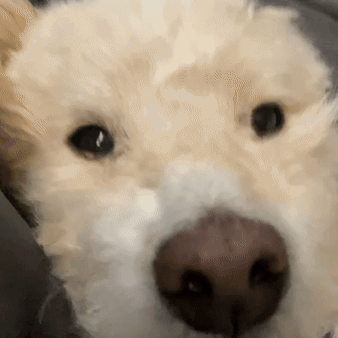 A Close Up Of A Dog 'S Nose With A Blurred Background GIF