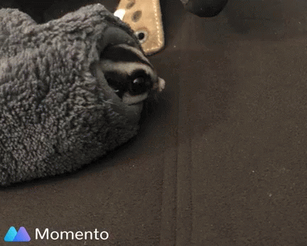 Dog Nose Close Up With Memento Logo GIF