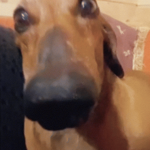 A Close Up Of A Dog 'S Nose With A Person 'S Hand Behind It . GIF