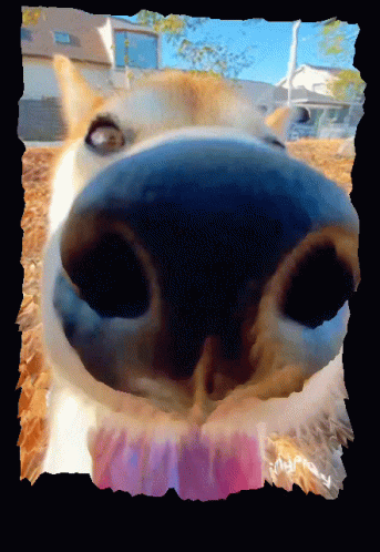 A Close Up Of A Dog 'S Nose With A Pink Sticker That Says ' Yummy ' On It GIF