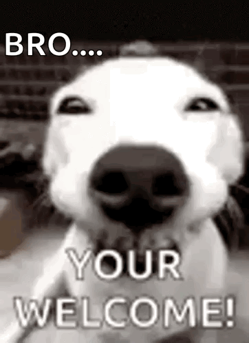 A Close Up Of A Dog 'S Nose With The Words `` Bro ... Your Welcome ! '' GIF