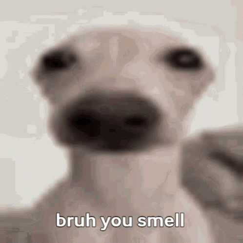 A Close Up Of A Dog 'S Nose With The Words Bruh You Smell Written On It . GIF