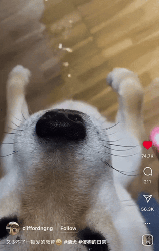 A Close Up Of A Dog 'S Nose With The Words Follow At The Top GIF