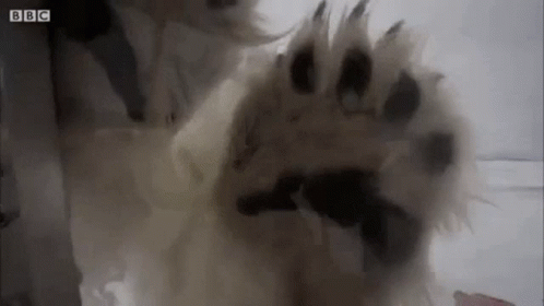 A Close Up Of A Dog 'S Paw With A Gun In It 'S Mouth . GIF