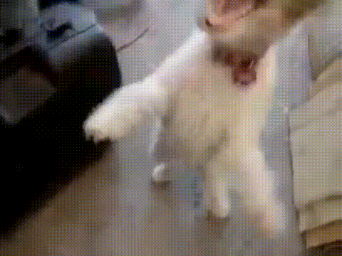A Close Up Of A Dog 'S Paws With A Blurry Background GIF