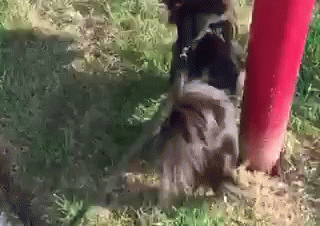 A Close Up Of A Dog Standing Next To A Red Pole . GIF