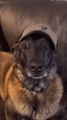 A Close Up Of A Dog Wearing A Hat That Says Nyc On It GIF