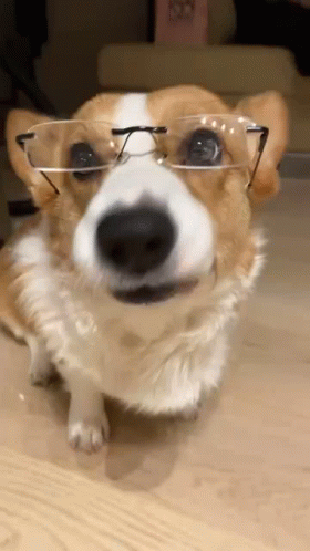 A Close Up Of A Dog Wearing Glasses On A Table . GIF