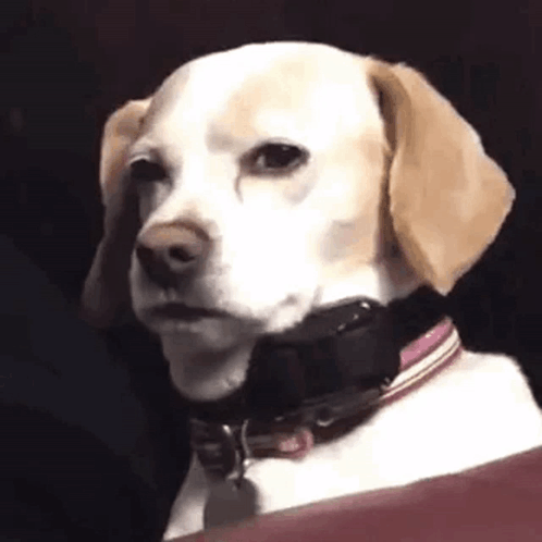 A Close Up Of A Dog With A Collar Around Its Neck . GIF