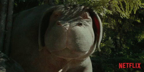 A Close Up Of A Dog With A Netflix Logo In The Corner GIF