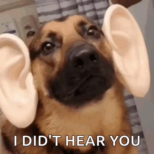 A Close Up Of A Dog With Fake Ears And The Words `` I Did 'T Hear You '' GIF