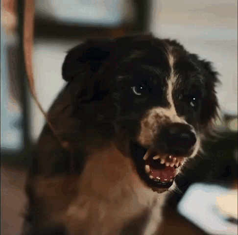 A Close Up Of A Dog With Its Mouth Open And Sharp Teeth GIF
