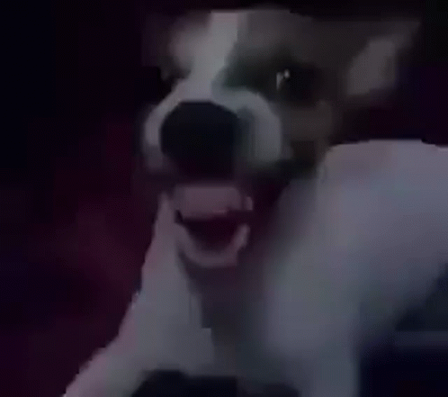 A Close Up Of A Dog With Its Mouth Open And Teeth Visible . GIF