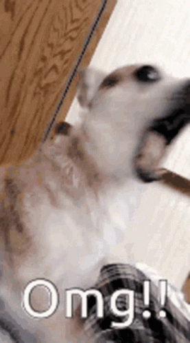 A Close Up Of A Dog With Its Mouth Open And The Word Omg Written Next To It . GIF