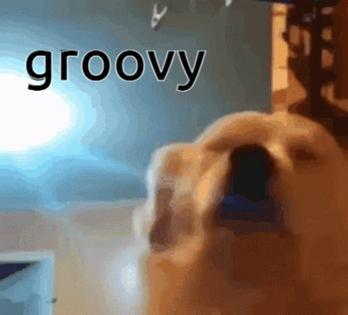 A Close Up Of A Dog With The Word Groovy In The Background GIF