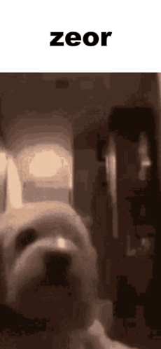A Close Up Of A Dog With The Word Zeor Written Above It GIF