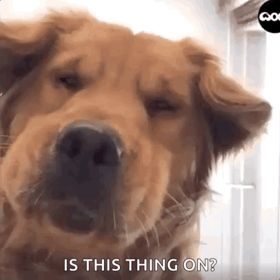 A Close Up Of A Dog With The Words `` Is This Thing On '' Written On It . GIF