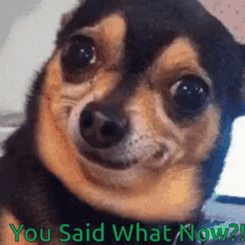 A Close Up Of A Dog With The Words " You Said What Now " GIF