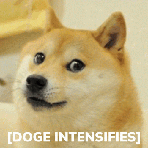 A Close Up Of A Doge With The Words Doge Intensifies Behind It GIF