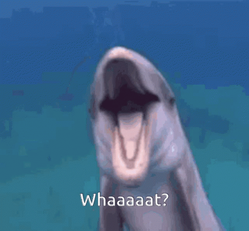 A Close Up Of A Dolphin With Its Mouth Open And The Words Whaaaat Written Below It GIF