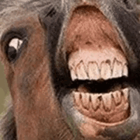 A Close Up Of A Donkey 'S Mouth With Its Tongue Hanging Out And A Lot Of Teeth . GIF