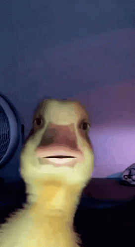 a close up of a duck looking at the camera