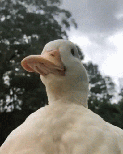 A Close Up Of A Duck 'S Head With Trees In The Background GIF